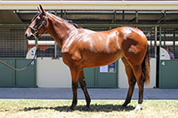 SO YOU THINK x DATABLE FILLY.